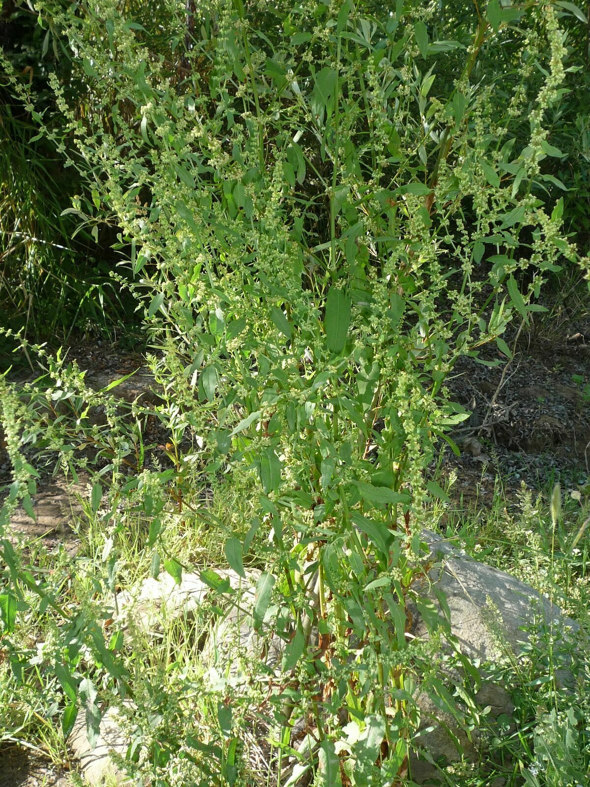 High Resolution Rumex conglomeratus Plant